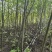 枫杨燕柳2-20公分江苏基地元宝树行道树河道绿化