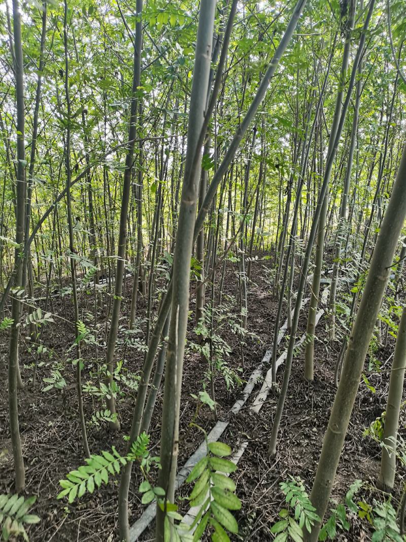 枫杨燕柳2-20公分江苏基地元宝树行道树河道绿化