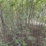 枫杨燕柳2-20公分江苏基地元宝树行道树河道绿化