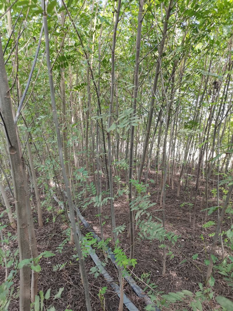枫杨燕柳2-20公分江苏基地元宝树行道树河道绿化