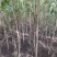 枫杨燕柳2-20公分江苏基地元宝树行道树河道绿化