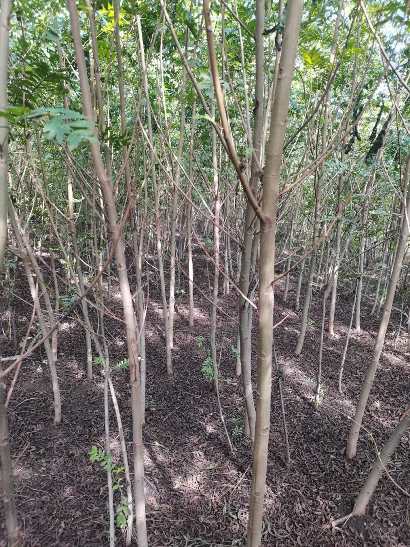 枫杨燕柳2-20公分江苏基地元宝树行道树河道绿化