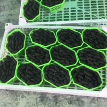 桑葚