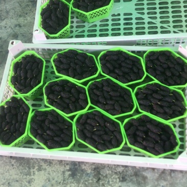 桑葚