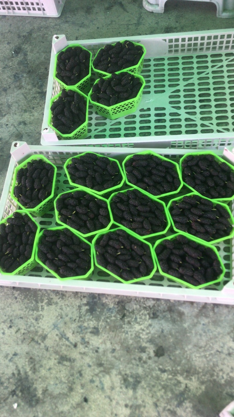 桑葚