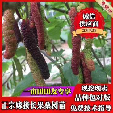 桑椹苗桑椹树苗当年结果台湾无籽黑长果桑南北方种植食用养蚕