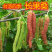桑椹苗桑椹树苗当年结果台湾无籽黑长果桑南北方种植食用养蚕