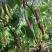 桑椹苗桑椹树苗当年结果台湾无籽黑长果桑南北方种植食用养蚕