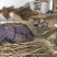 桑椹苗桑椹树苗当年结果台湾无籽黑长果桑南北方种植食用养蚕