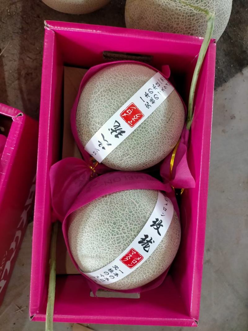 网纹瓜甜瓜万亩产地大量上市，对接各大市场，电商，超市