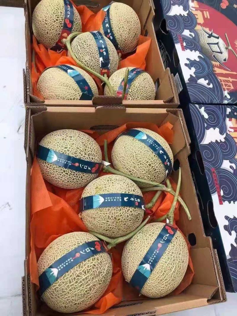 网纹瓜甜瓜万亩产地大量上市，对接各大市场，电商，超市