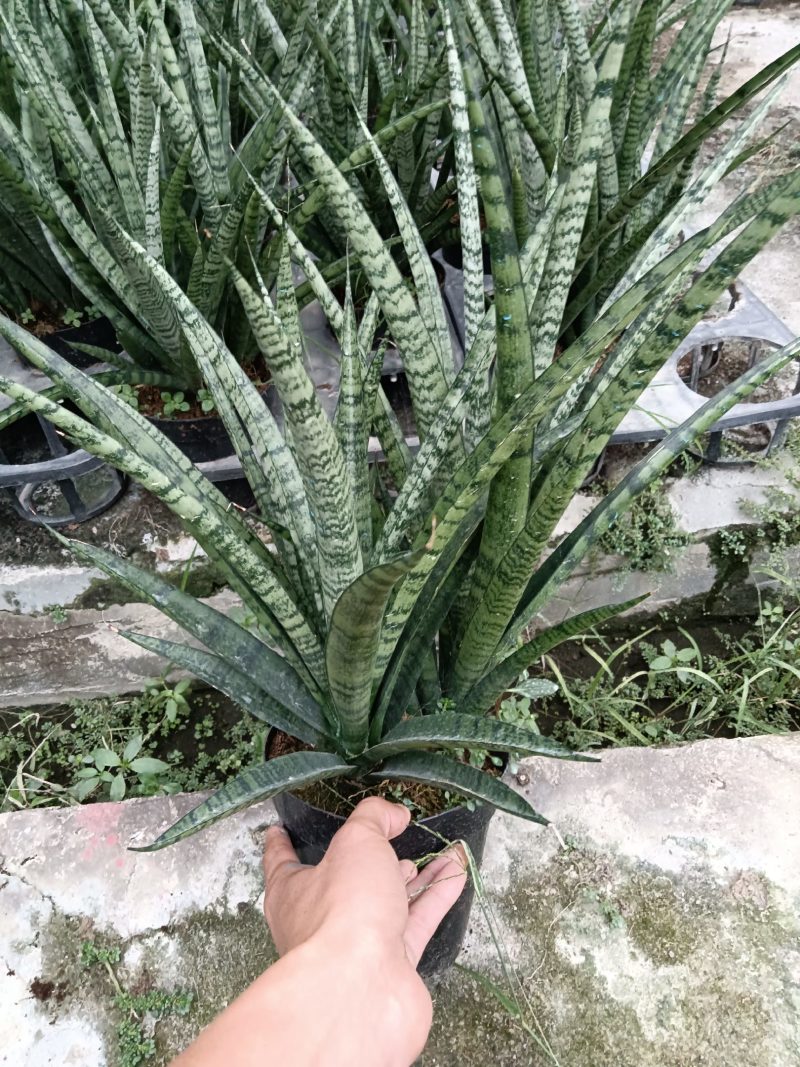 虎尾兰，