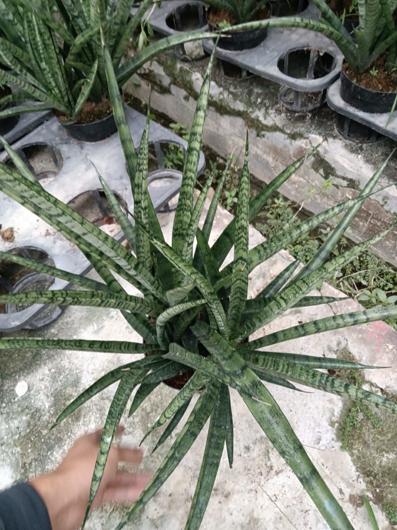 虎尾兰，
