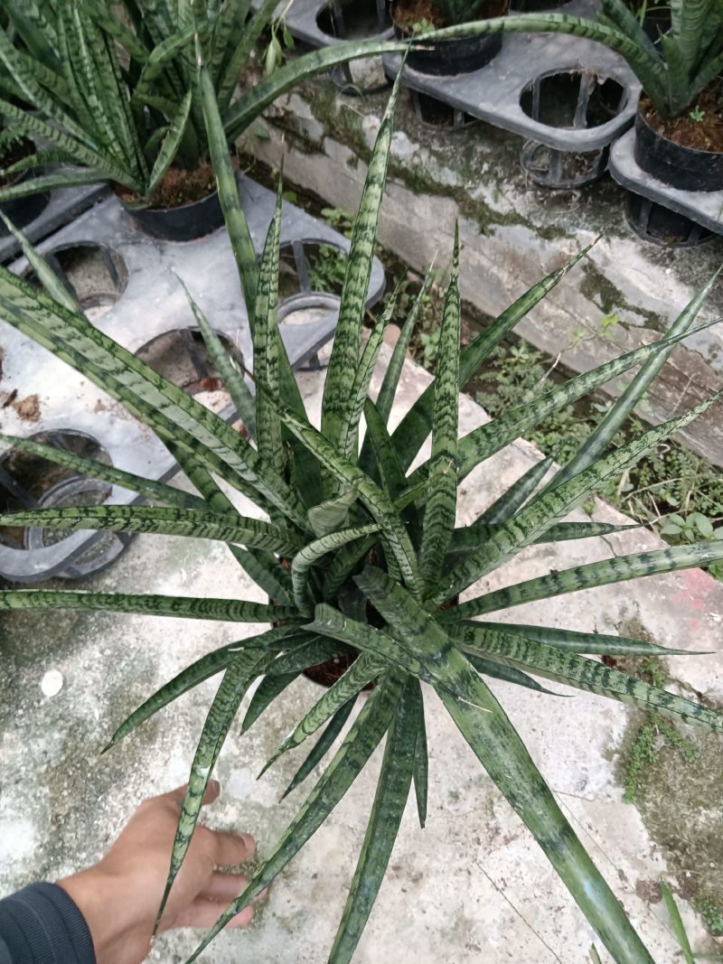 虎尾兰，