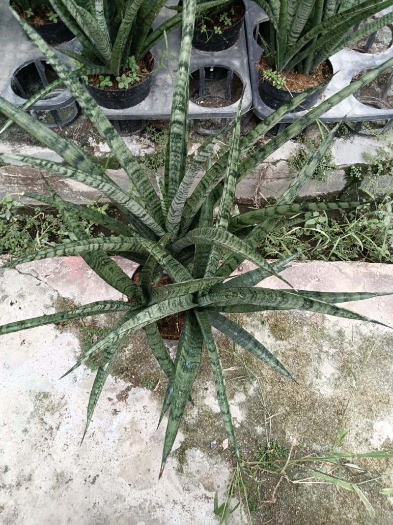 虎尾兰，