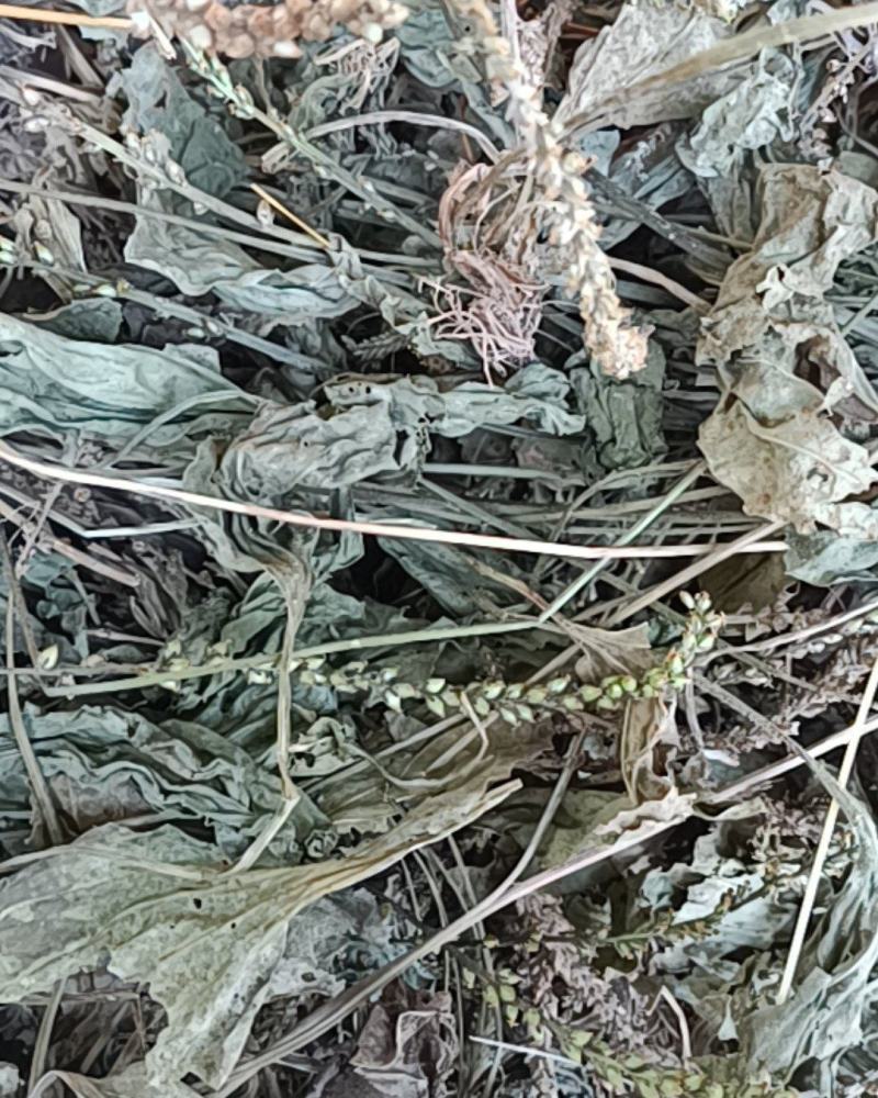 车前草
