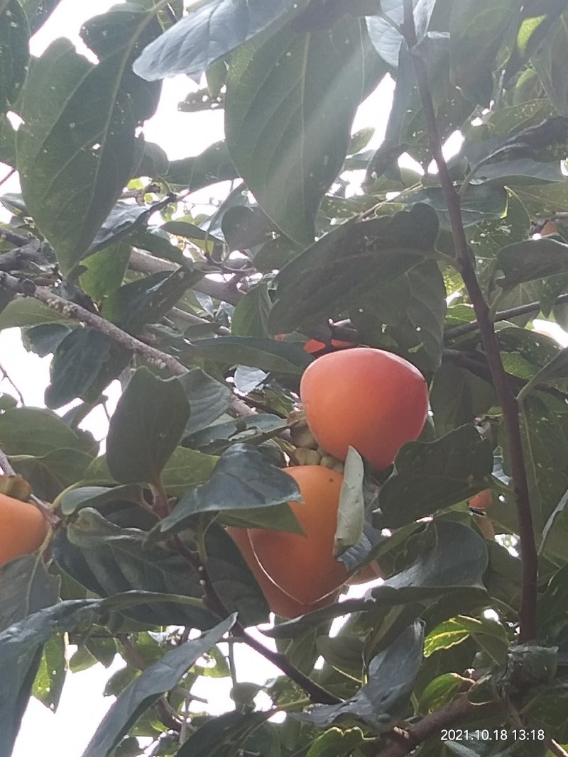 富平柿子，又红又大又甜，硬果发货