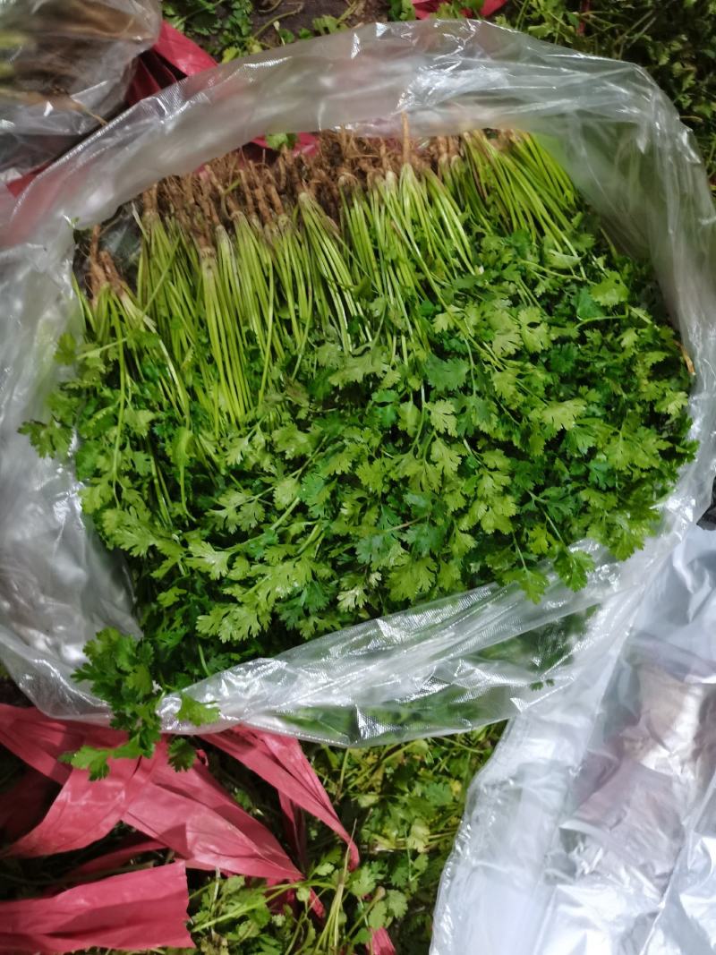 中叶铁杆青香菜25一30，30一45厘米，中，粗棵都有