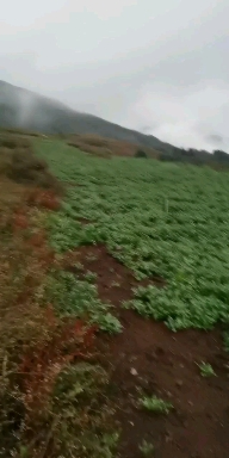 赫章大叶香菜