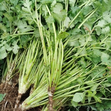 赫章大叶香菜