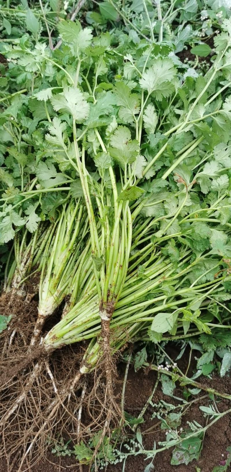 赫章大叶香菜
