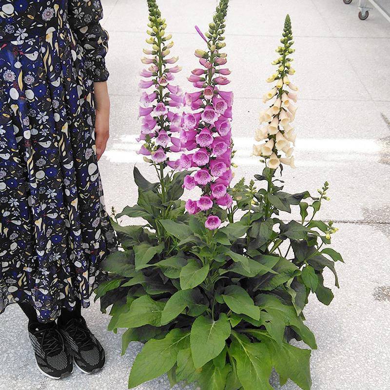 毛地黄种子混色四季易种趣味观赏盆栽花多年生花园花境花
