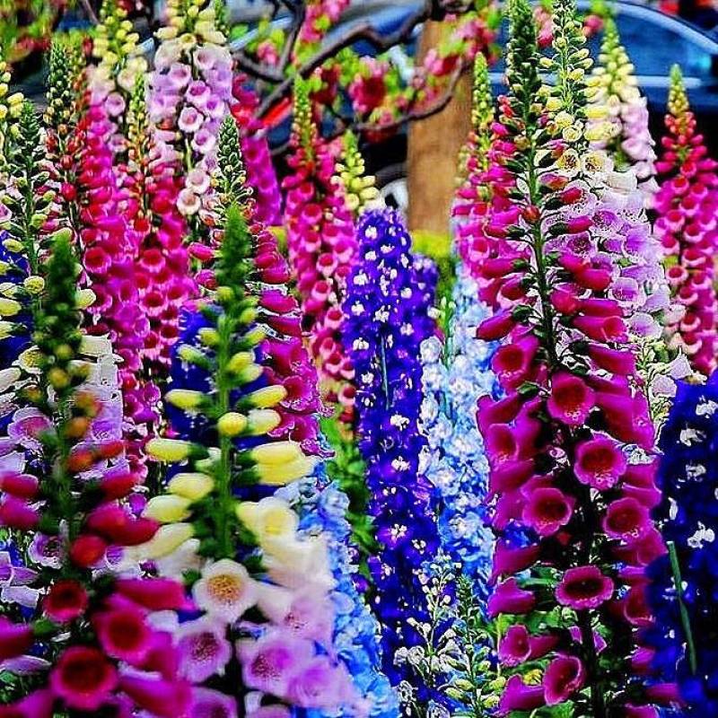 毛地黄种子混色四季易种趣味观赏盆栽花多年生花园花境花