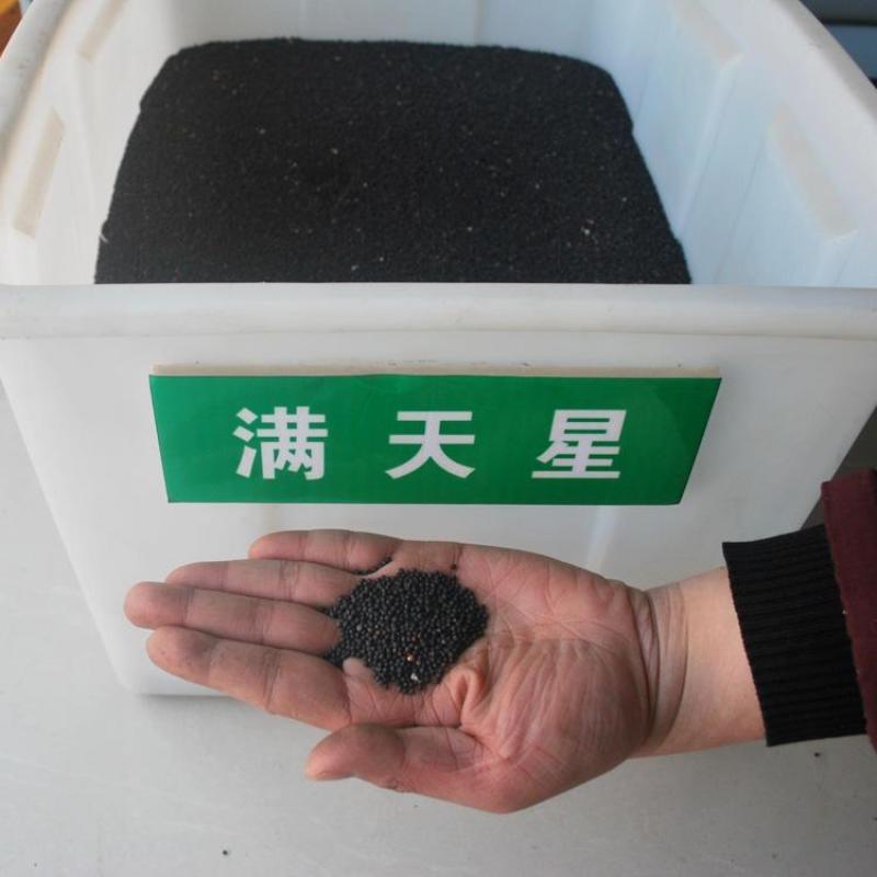 满天星花种子