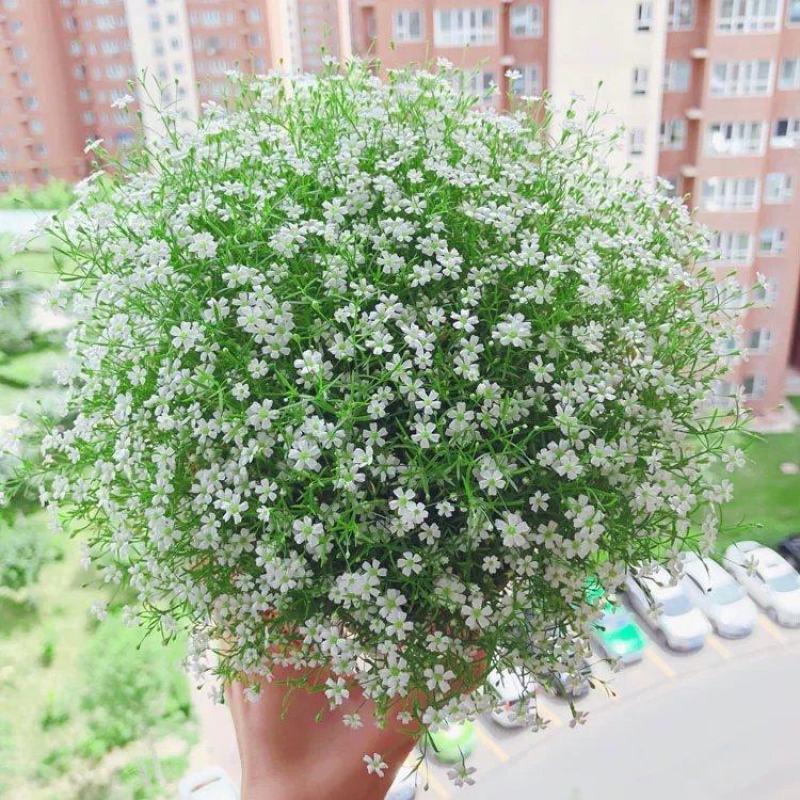 满天星花种子