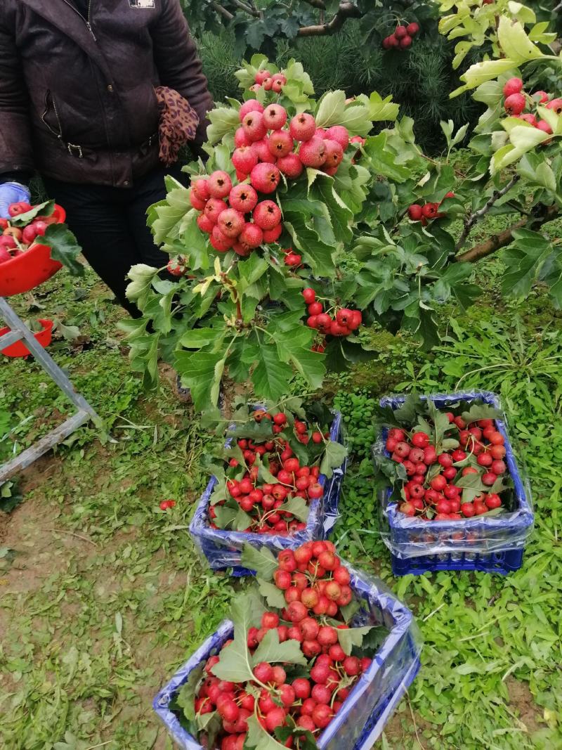 大金星量大，货好