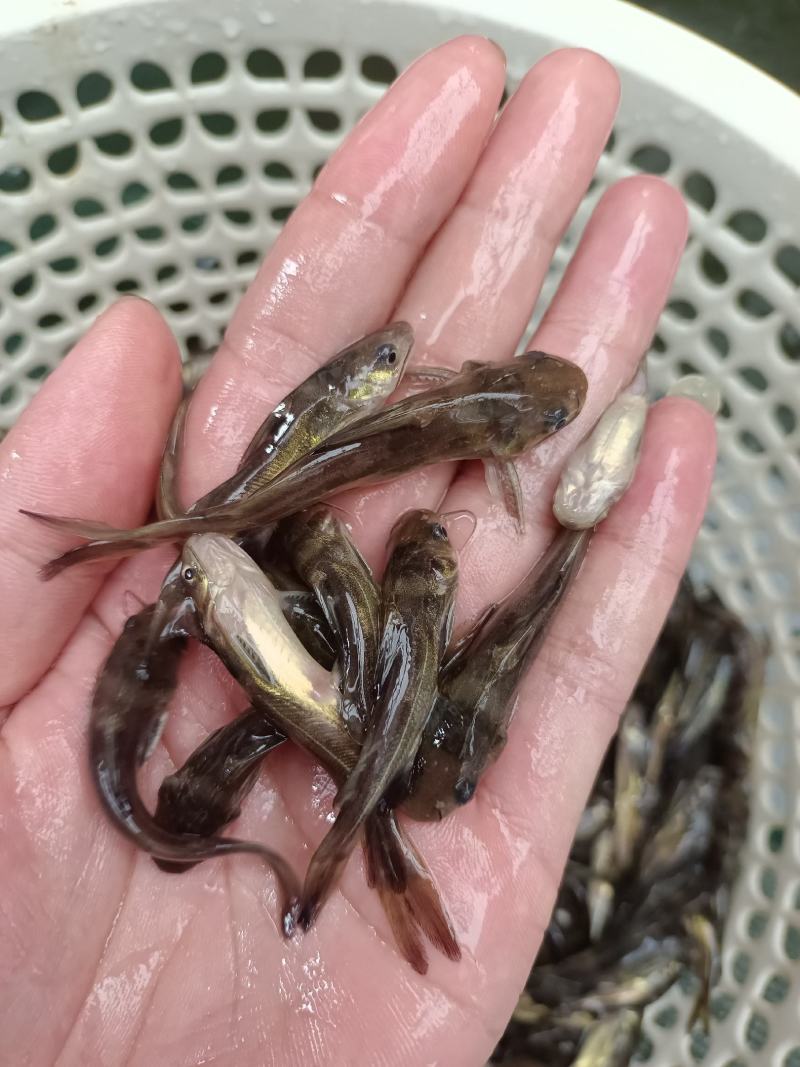 黄骨鱼苗杂交黄骨鱼苗黄颡鱼苗黄辣丁鱼苗大量供应