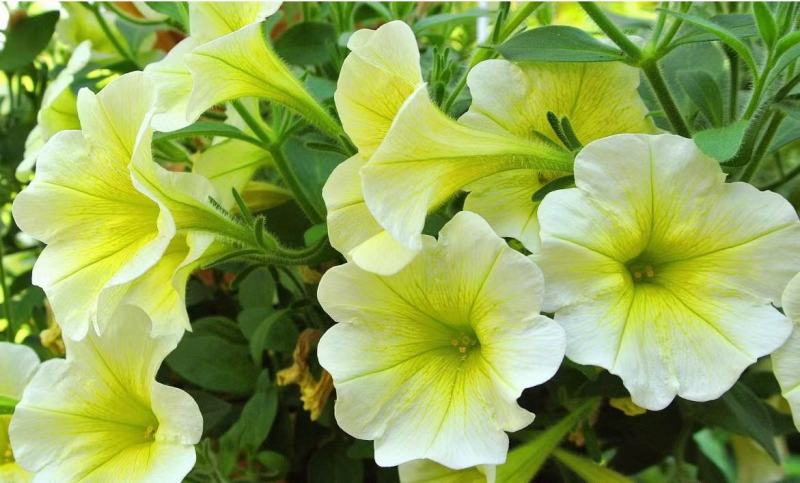 矮牵牛花种子碧冬茄种子喇叭花种子庭院阳台种子景观花海