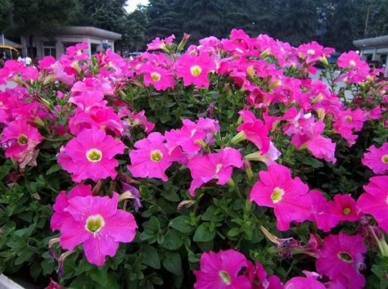 矮牵牛花种子碧冬茄种子喇叭花种子庭院阳台种子景观花海
