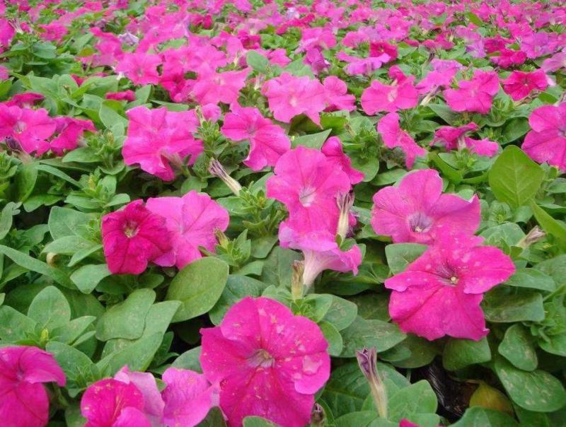 矮牵牛花种子碧冬茄种子喇叭花种子庭院阳台种子景观花海