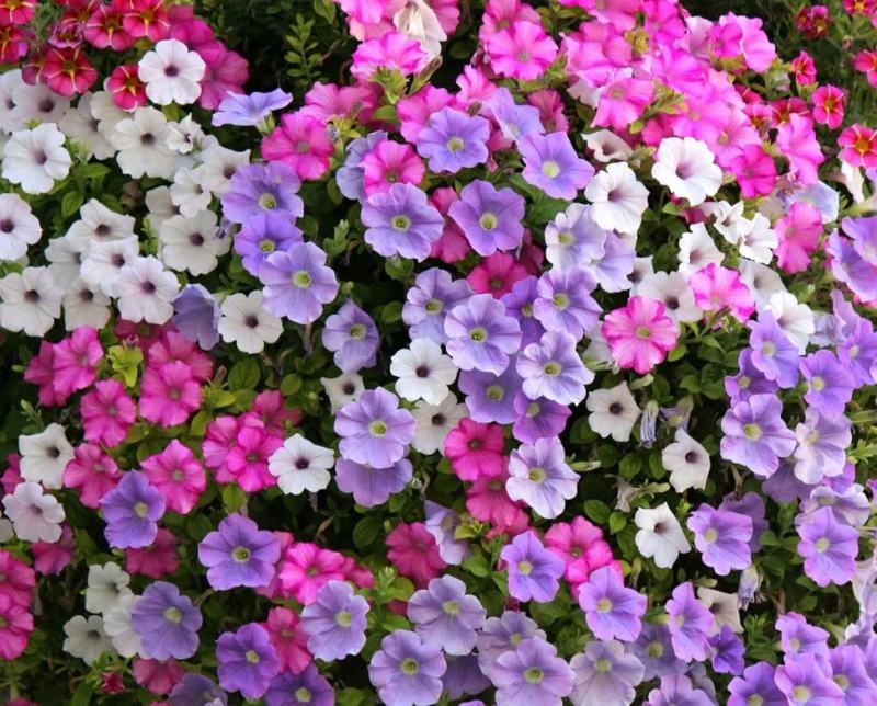 矮牵牛花种子碧冬茄种子喇叭花种子庭院阳台种子景观花海