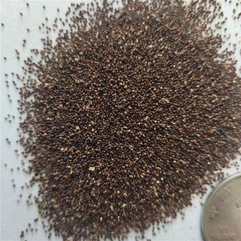 矮牵牛花种子碧冬茄种子喇叭花种子庭院阳台种子景观花海