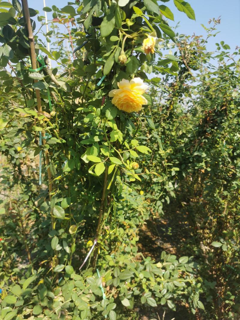 月季花墙月季花球造型月季爬藤月季各种规格基地自产自销绿化