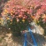 月季花墙月季花球造型月季爬藤月季各种规格基地自产自销绿化