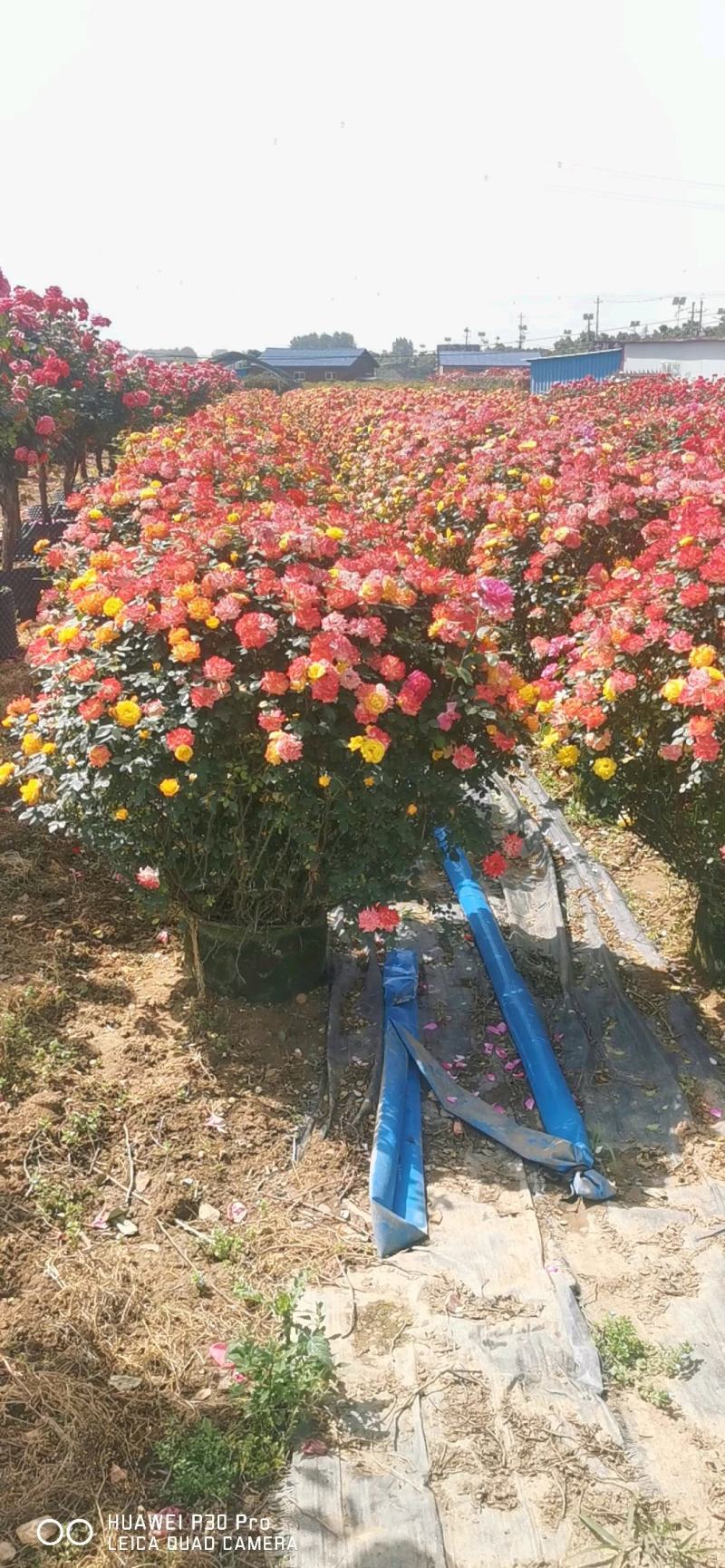 月季花墙月季花球造型月季爬藤月季各种规格基地自产自销绿化