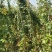 月季花墙月季花球造型月季爬藤月季各种规格基地自产自销绿化