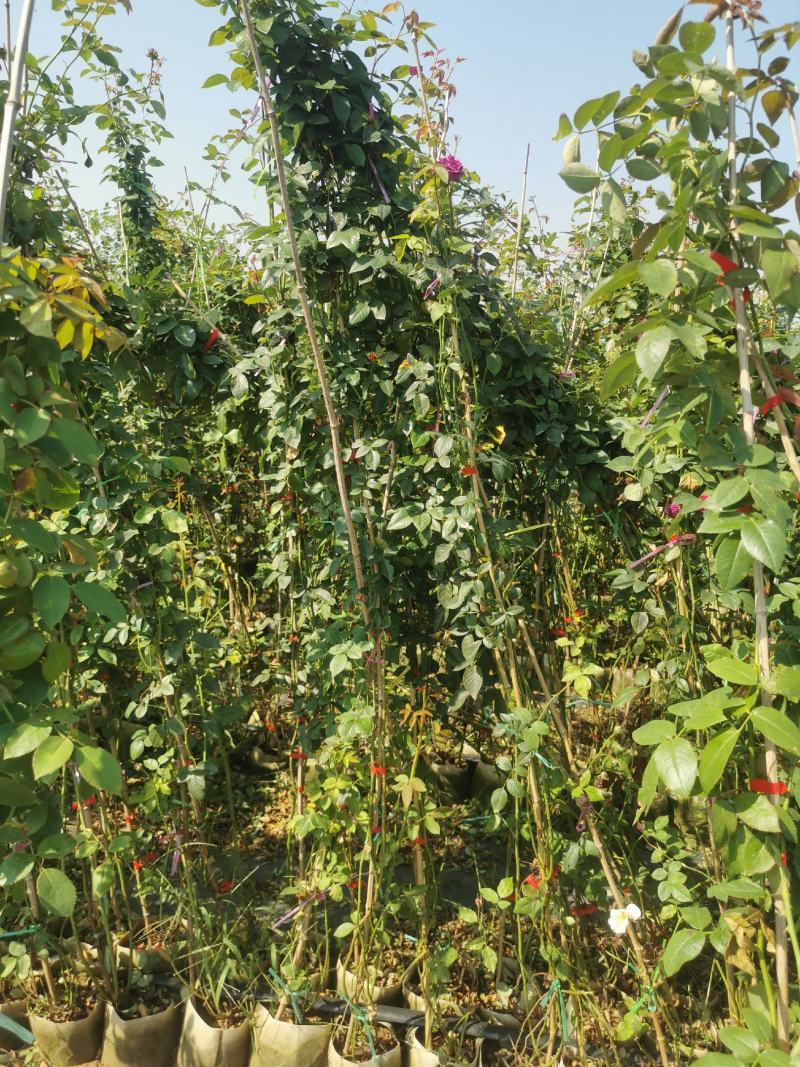 月季花墙月季花球造型月季爬藤月季各种规格基地自产自销绿化
