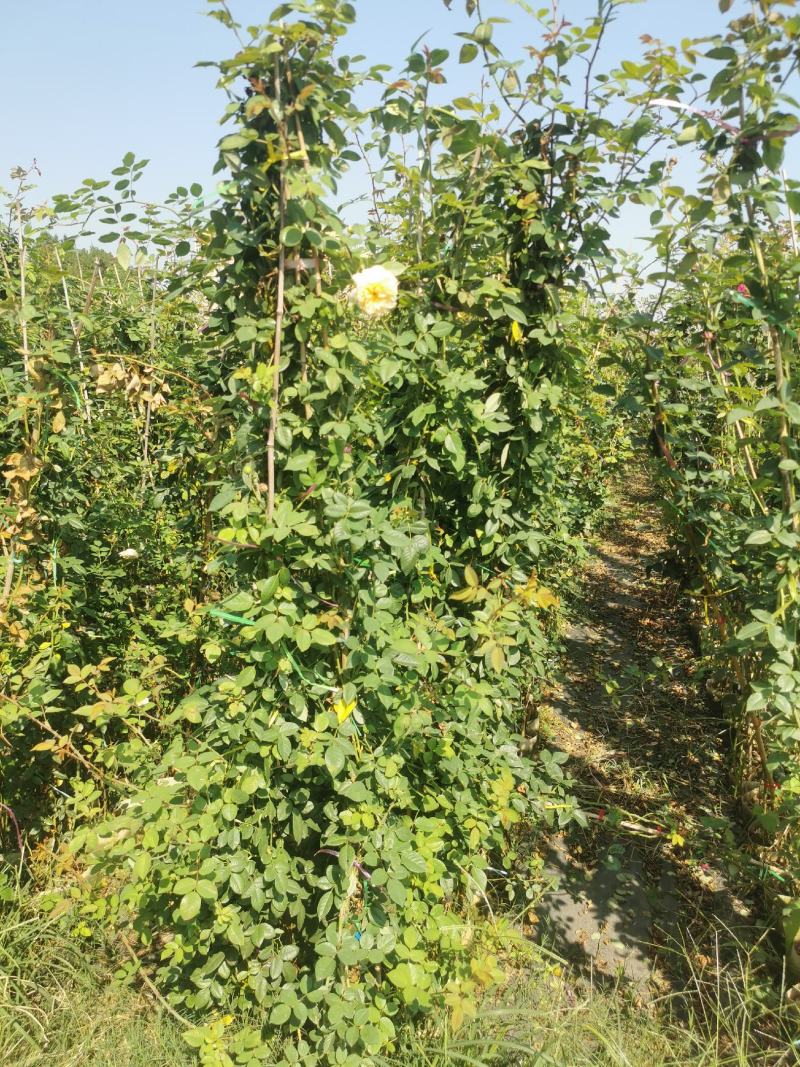 月季花墙月季花球造型月季爬藤月季各种规格基地自产自销绿化