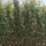 月季花墙月季花球造型月季爬藤月季各种规格基地自产自销绿化