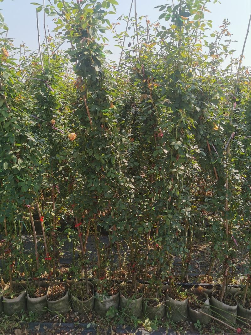 月季花墙月季花球造型月季爬藤月季各种规格基地自产自销绿化