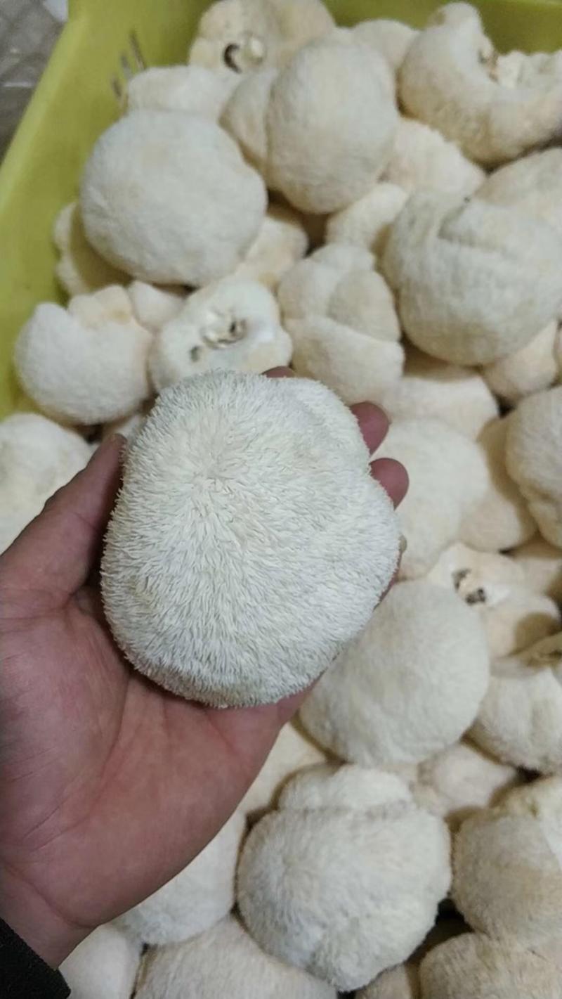 新货上市古田新鲜猴头菇新鲜采摘产地直发品质保证
