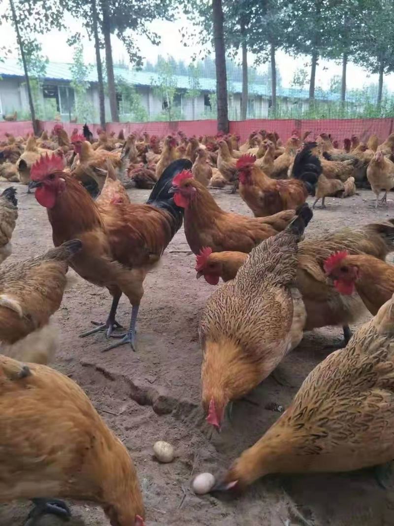 厂家直销鸡苗青脚土鸡苗黄毛青脚土鸡苗大红公鸡铁脚鸡活体