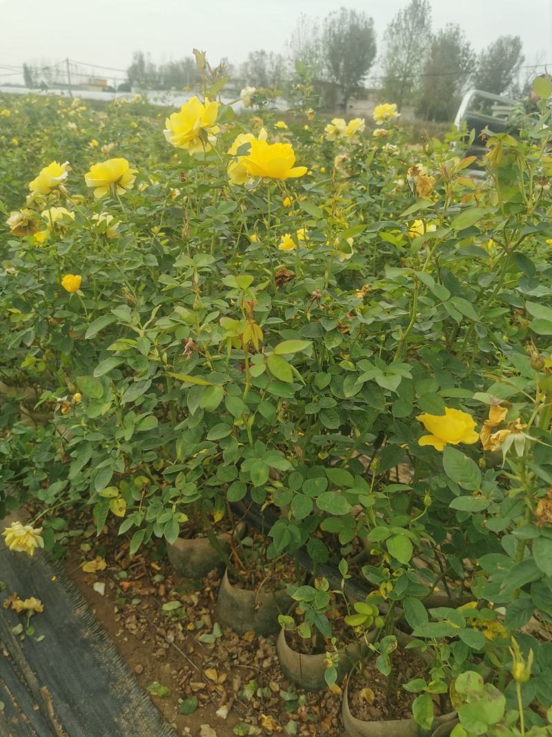月季小苗大花月季杯苗丰华月季各种品种规格齐全基地自产自销