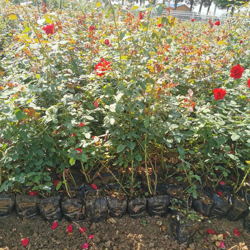 月季小苗大花月季杯苗丰华月季各种品种规格齐全基地自产自销