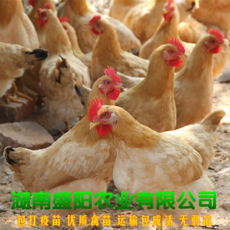 黄土鸡苗衡阳土鸡苗湘黄土鸡苗活体出壳小鸡苗成年3斤左右