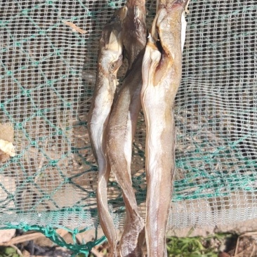 海狗鱼海鲶鱼干